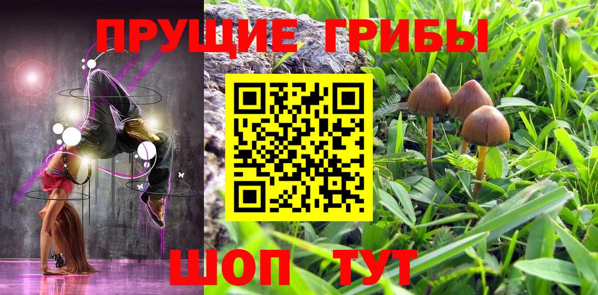 Киржач  Псилоцибиновые грибы Psilocybine cubensis  Вход с VPN 